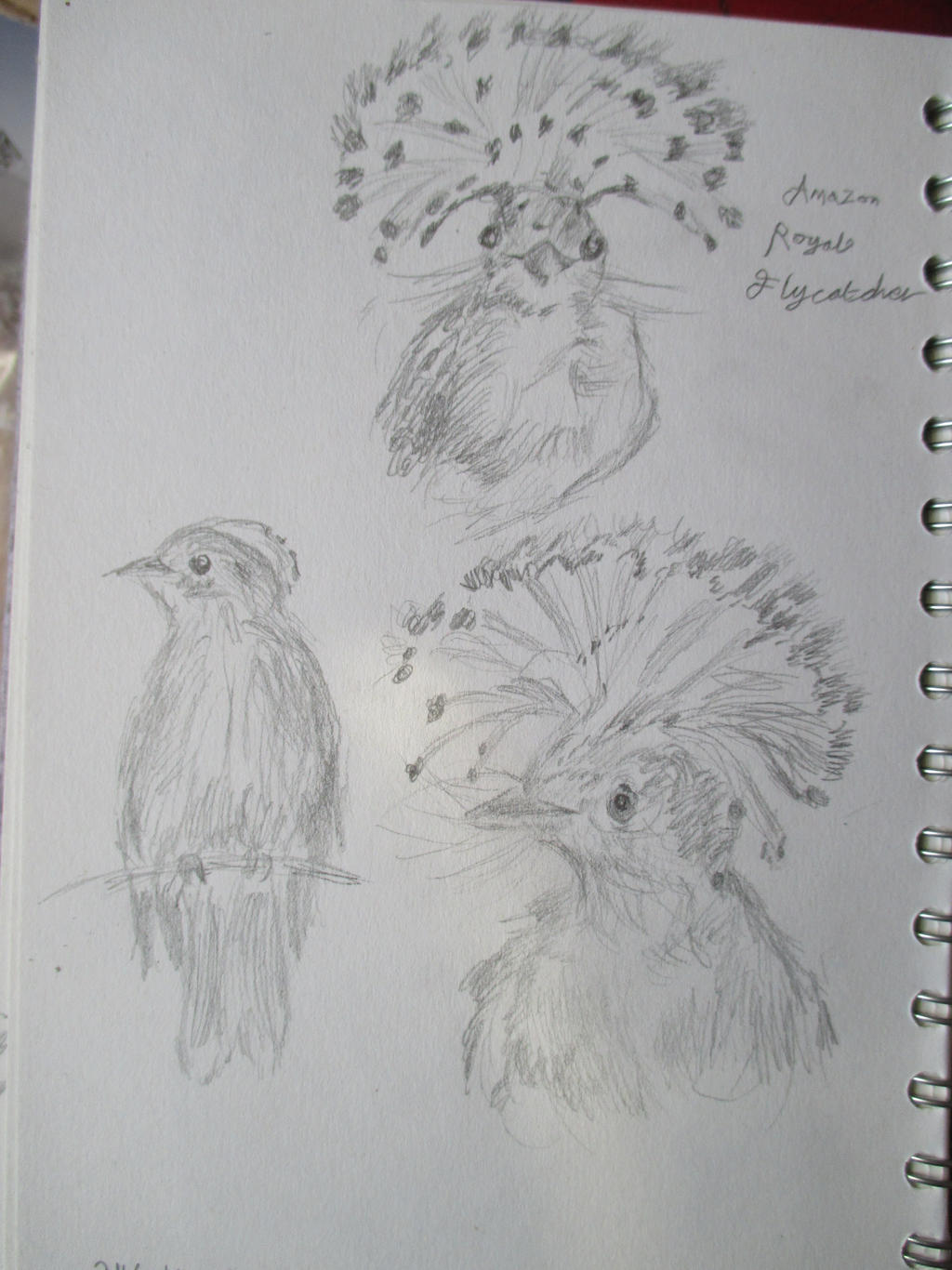 Small Amazonian Royal Flycatcher studies