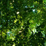 Leaf and sky