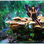 Fairy on Shrooms