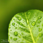 deliciousgreen II by PatrickRuegheimer