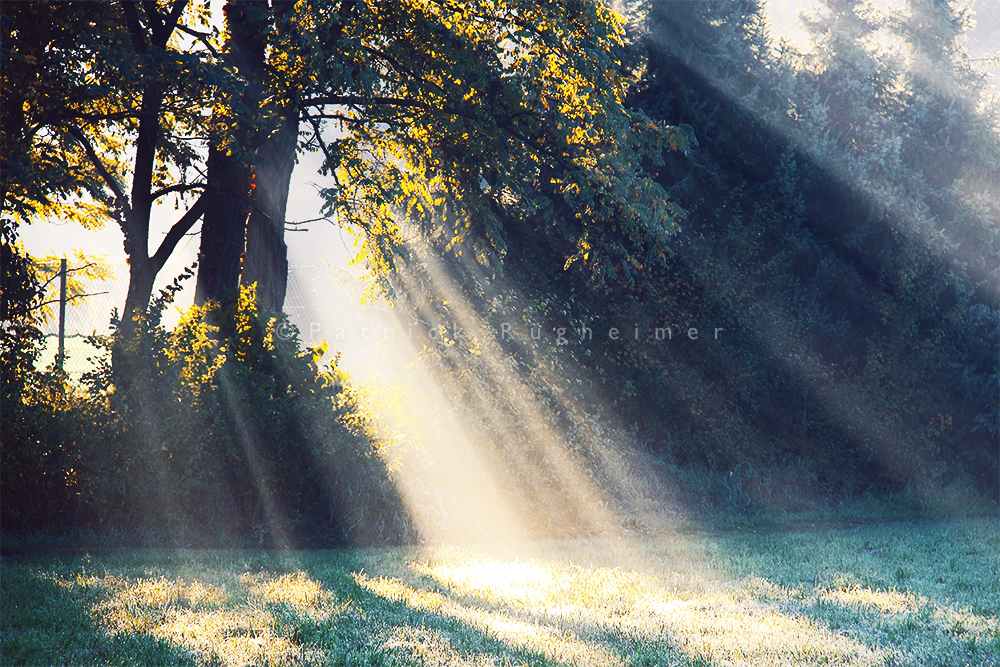 rays of dew