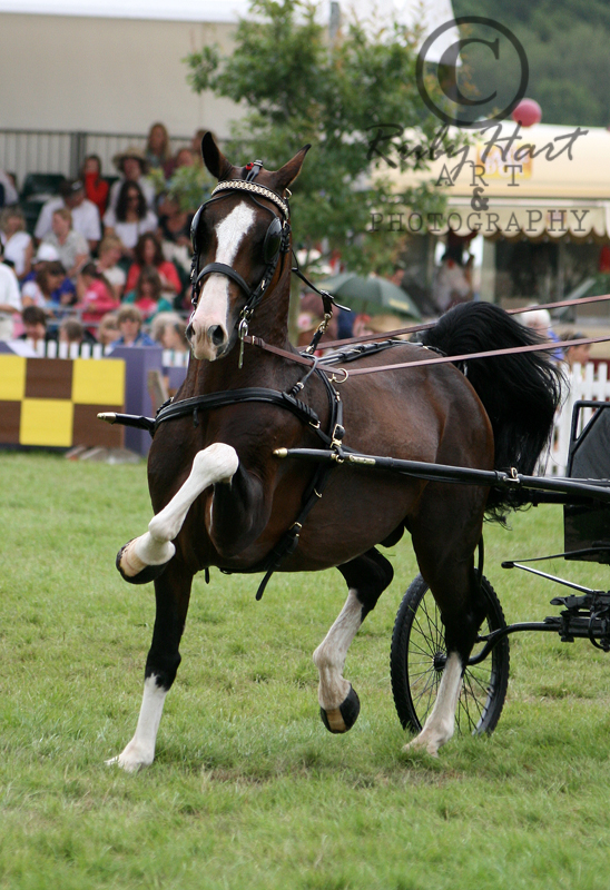 Hackney Horse.