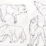 Wolf Poses