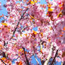 Cherryblossoms