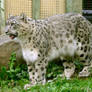 Snow Leopard Mother