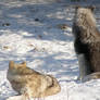 Timber Wolf and Gray Wolf