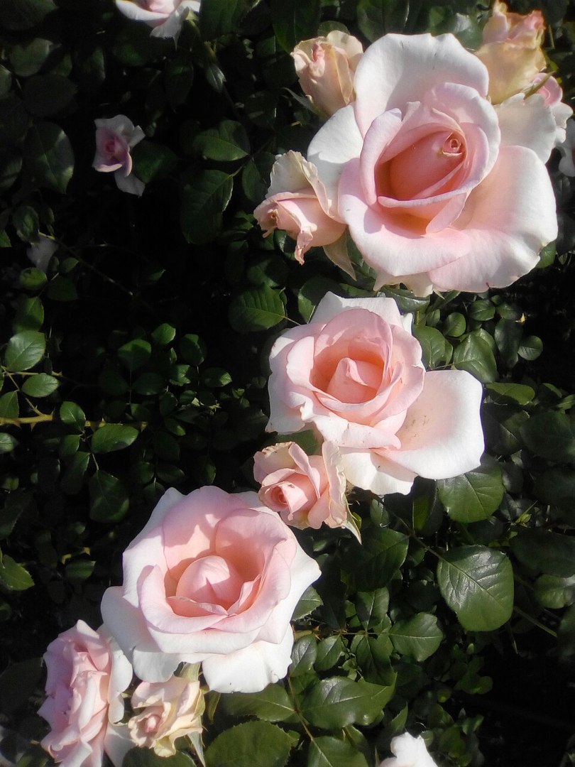 Roses in the city of Volgograd