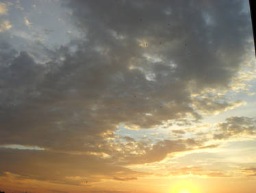 Swifts at sunset 3