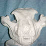 'Terrible cat' skull