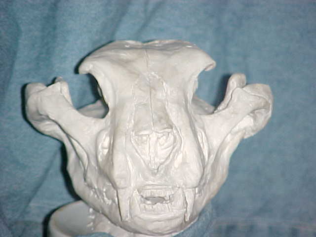 'Terrible cat' skull