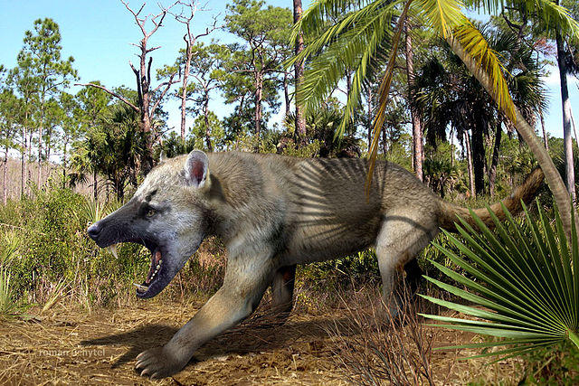 Amphicyon-ingens reconstruction by rathacat