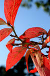 Autumn Pink by palandir-anann