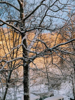 Waking up in Winter