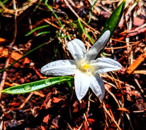 The First Bloom