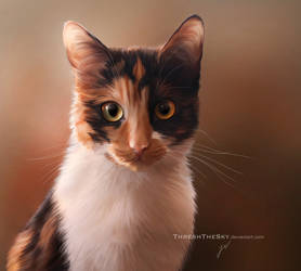 Calico Gaze