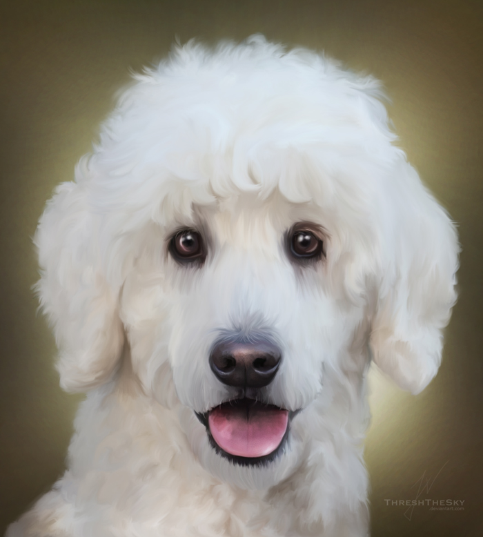 White Poodle