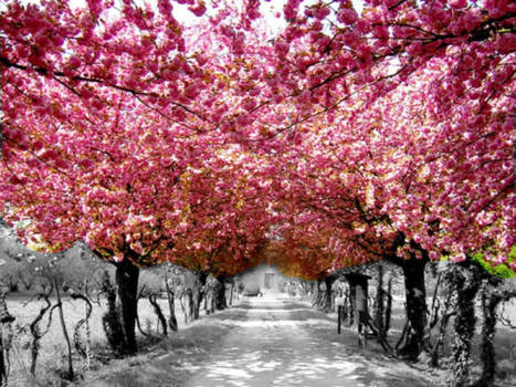 Cherry Tree Path