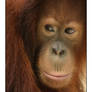 Portrait of an Orang Utan