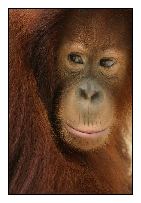 Portrait of an Orang Utan