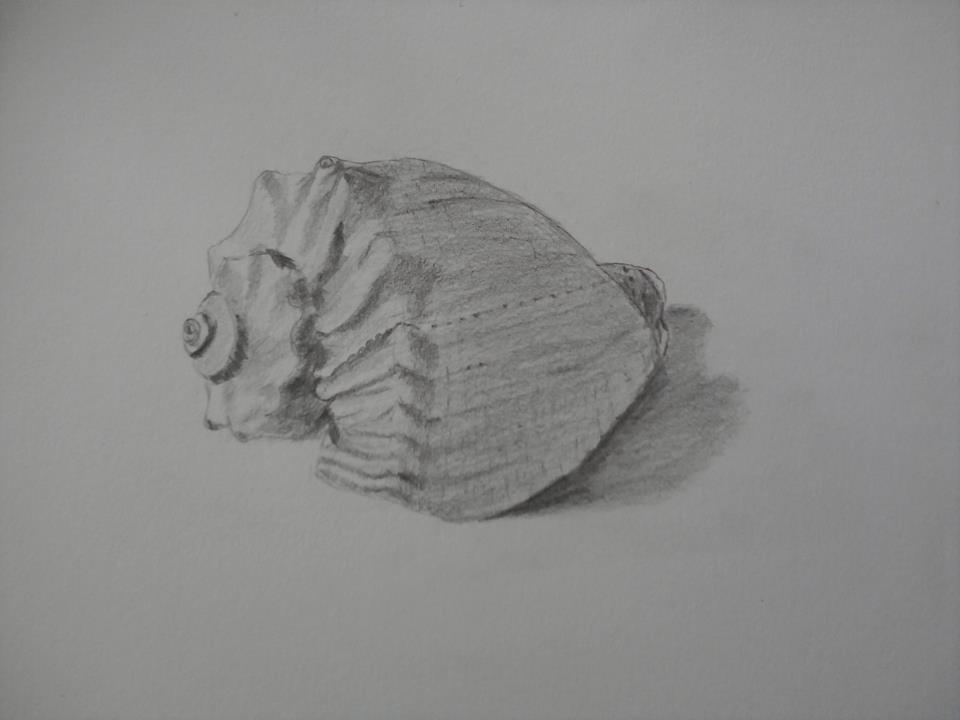 Pancy Shell Drawing Pencil Drawings Of Shells