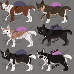 BONES and DANCE | Siberian Husky Litter - 1 LEFT! by swankie