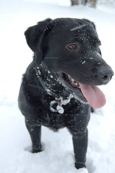 Snow Dog.