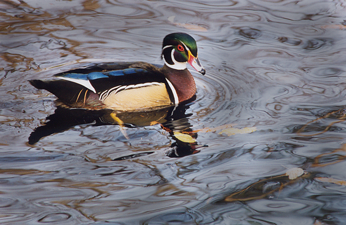 Wood Duck