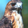 Red Tailed Hawk