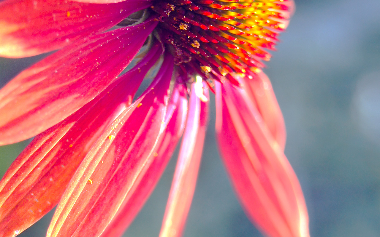 wallpaper - echinacea I