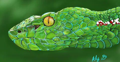 Vogel's Pit Viper Digital