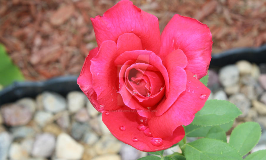 Dew dropped Rose by rob-mack1966 on DeviantArt