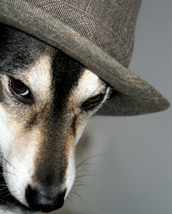 Dog in a Hat by TigerLily2010