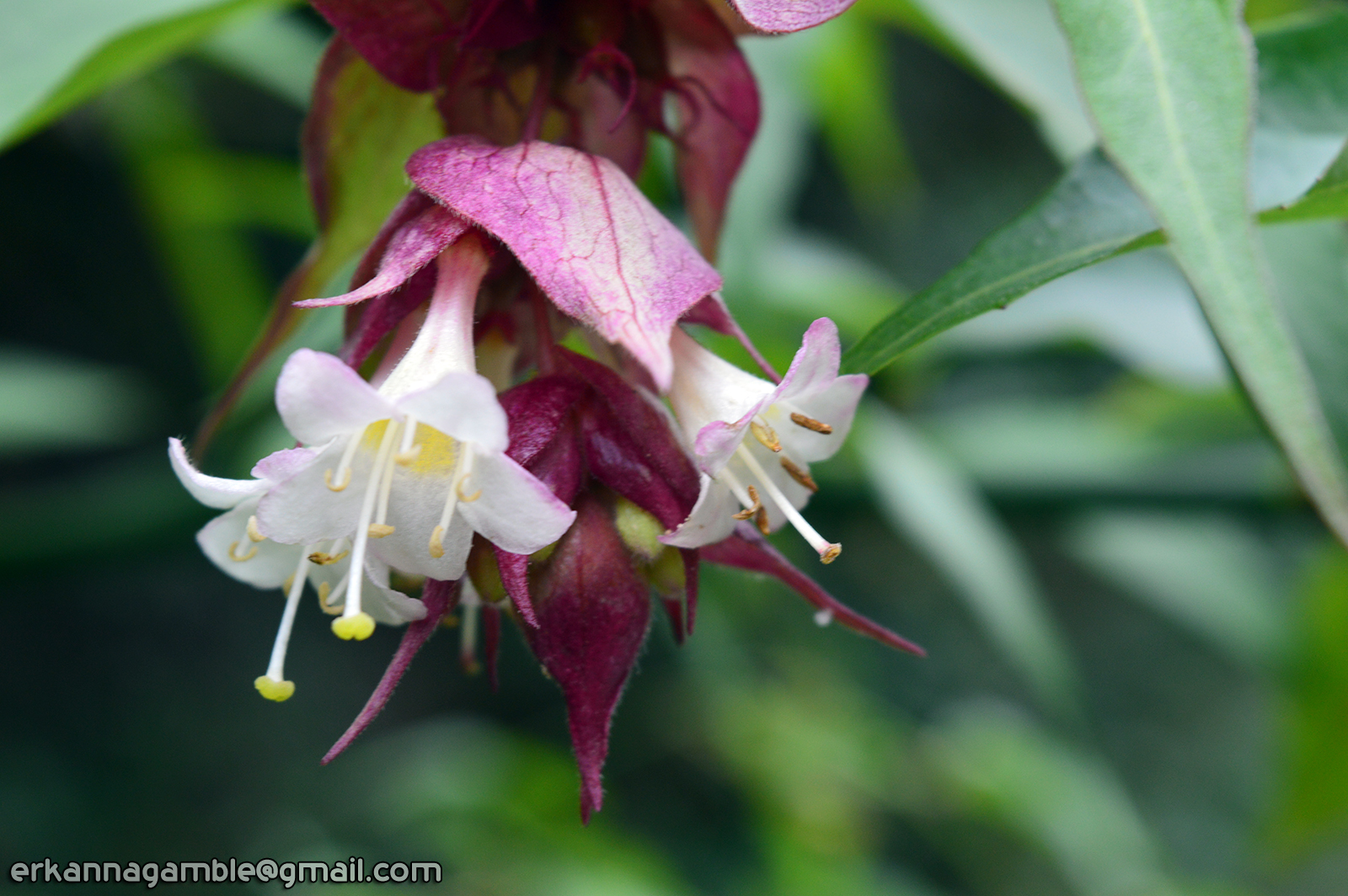 Mountain Flowers #2