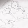 Wolf cuddle
