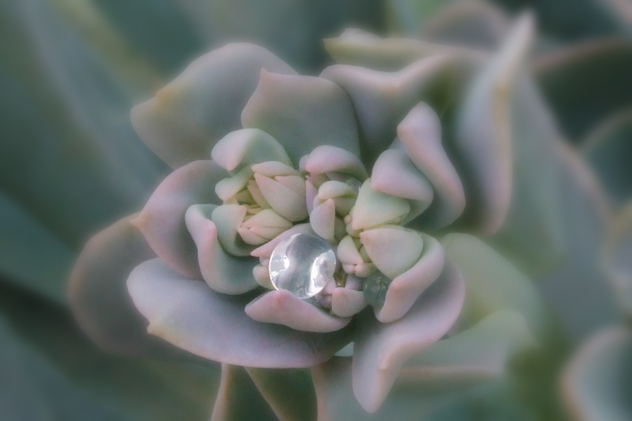 Bejeweled Sedum Carnicolor