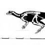 Orodromeus makelai skeletal reconstruction