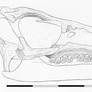 Leaellynasaura amicagraphica skull reconstruction
