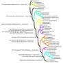 Speculative/hunch/consensus Ornithopod cladogram