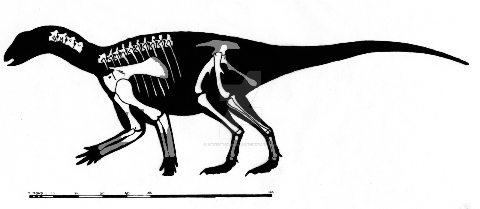 Koreanosaurus boseongensis Skeletal Restoration