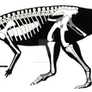 Talenkauen santacrucensis skeletal restoration