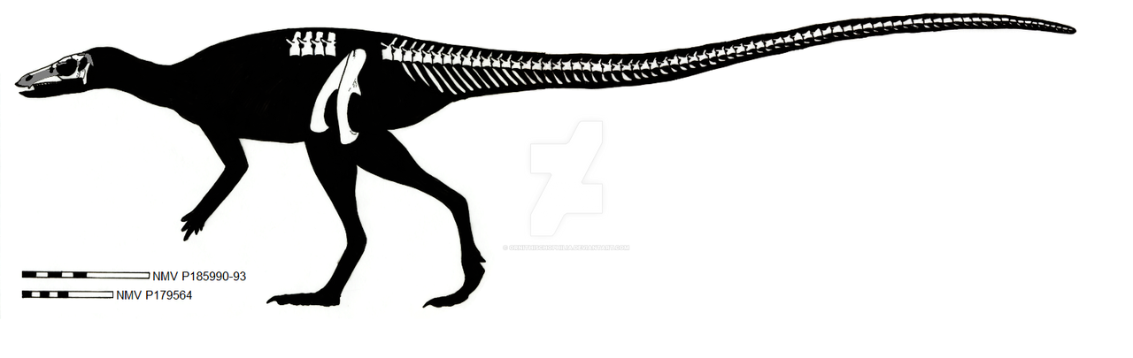 Leaellynasaura amicagraphica skeletal restoration