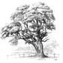 Maple tree drawing for Domin drawing course