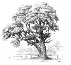 Maple tree drawing for Domin drawing course