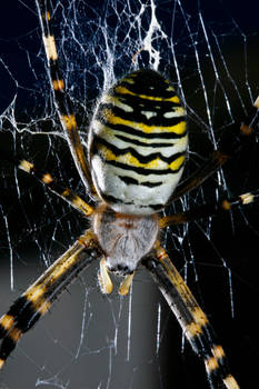 Spider Portrait