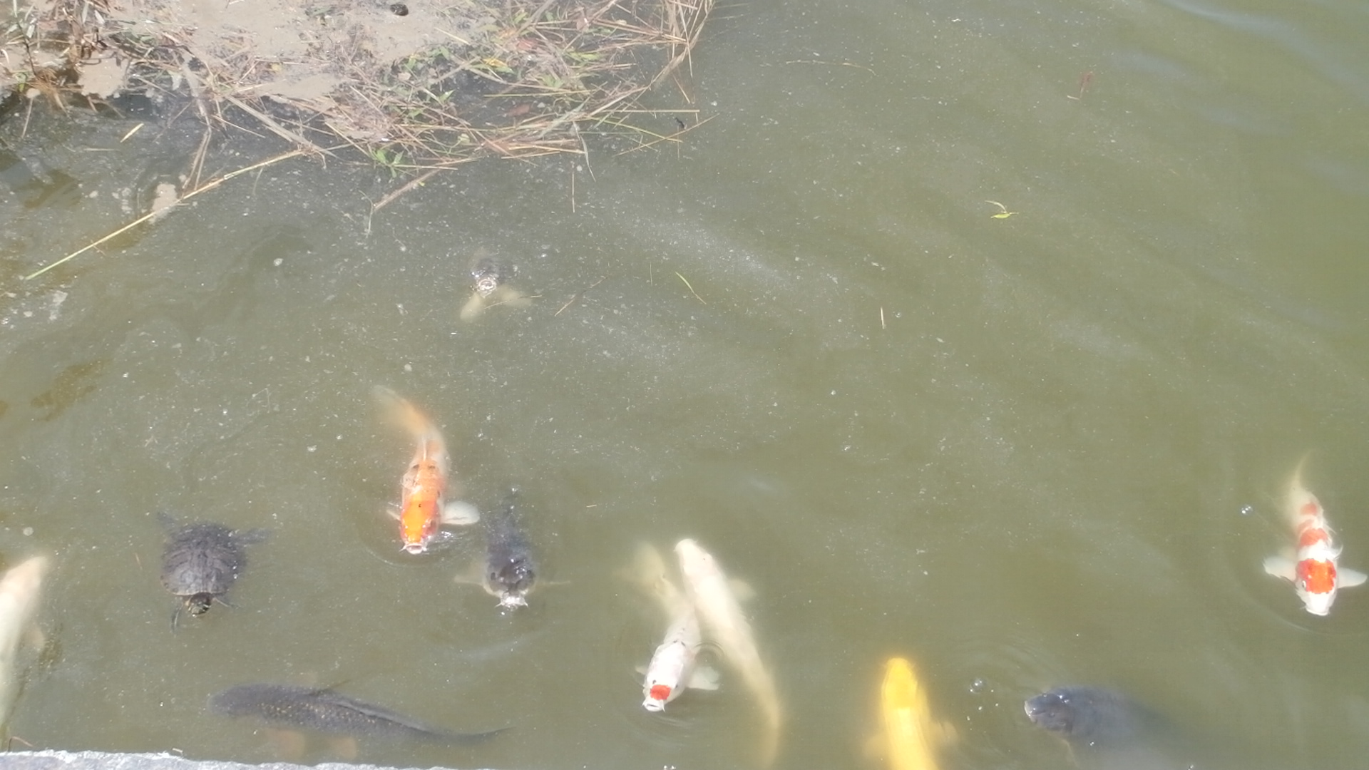 Carps and turtles