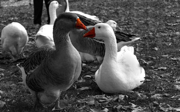 City park ducks