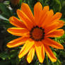 Orange flower