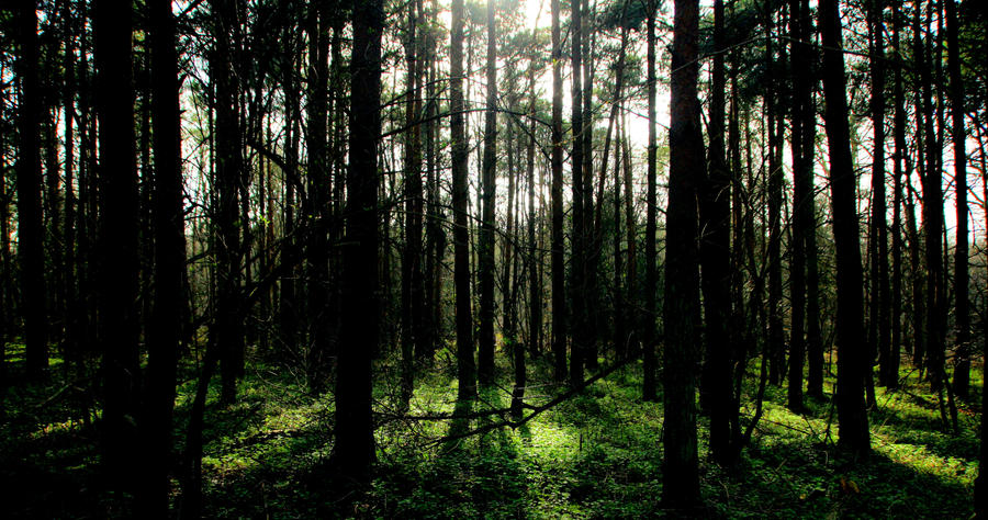 Through The Trees.