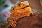 Simon the happy bearded dragon by deathproneimages