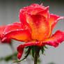 Rose In The Rain-1181